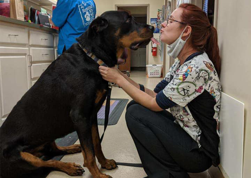 Carousel Slide 4: Dog veterinary exams in Dillsboro IN.