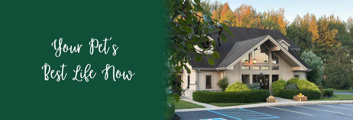 Dillsboro veterinary hospital