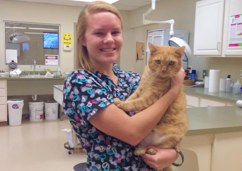 Cat Veterinary Care, Dillsboro