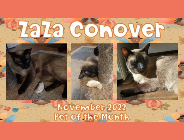 November 2022 Pet of the Month