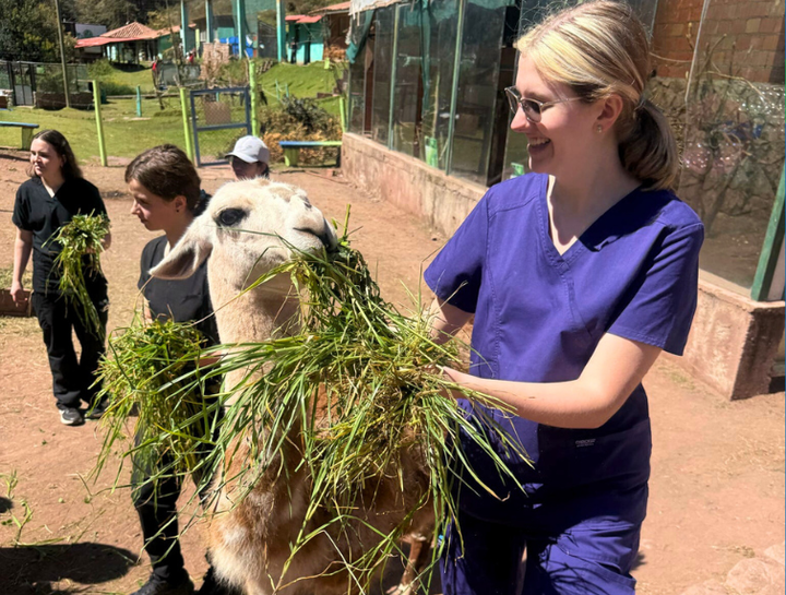 Veterinary Skills in Action