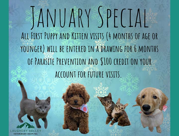 January Special