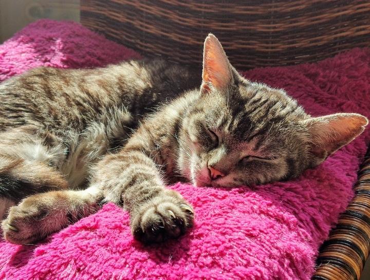 The first FDA-approved medication to relieve the pain of osteoarthritis in cats