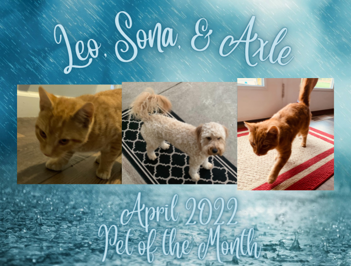 April's Pet of the Month