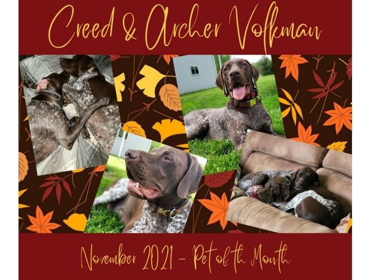 November's Pets of the Month