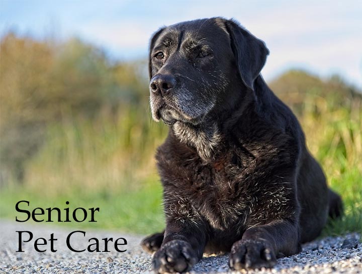 Senior best sale dog care