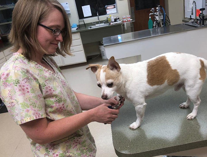 Pet Groomers